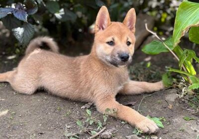 1-shiba-inu-1024