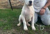 Stenci dogo argentino