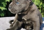 CANE CORSO štenci