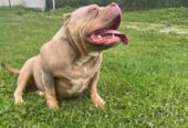 American bully pocket tri color merle