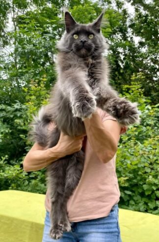 Maine Coon mačići