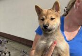 Štenci Shiba inu