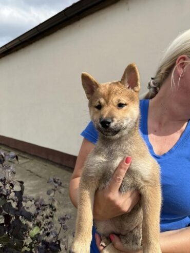 Štenci Shiba inu