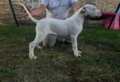 Stenci dogo argentino