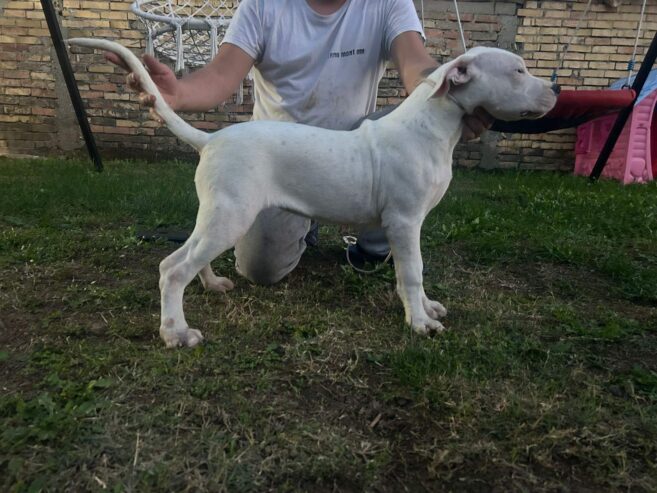 Stenci dogo argentino