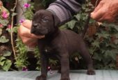 CANE CORSO top stenad