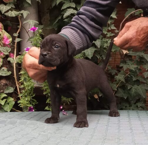 CANE CORSO top stenad