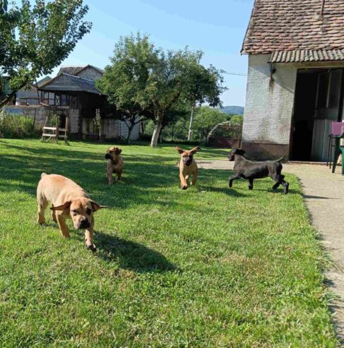 Boerboel-Južnoafrički mastif