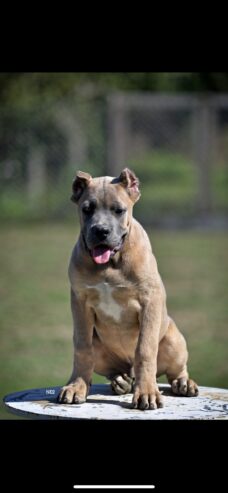 Cane Corso štenci