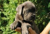 CANE CORSO štenci