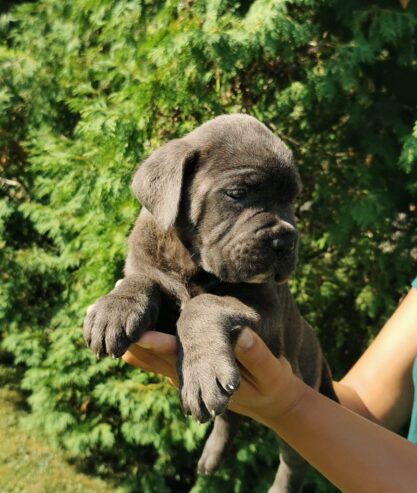 CANE CORSO štenci