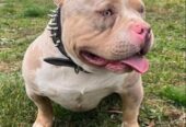 American bully pocket tri color merle