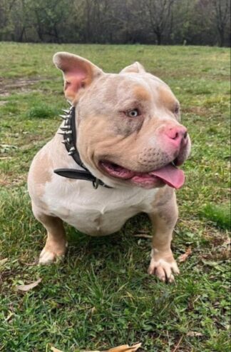 American bully pocket tri color merle