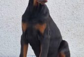 Doberman, vrhunski stenci