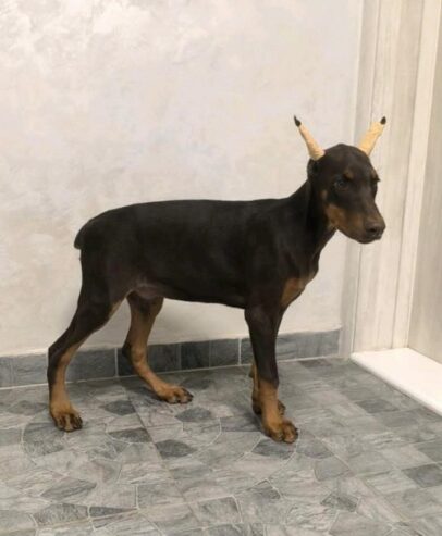 Doberman