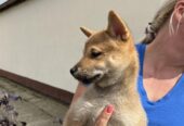 Štenci Shiba inu