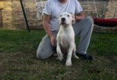 Stenci dogo argentino