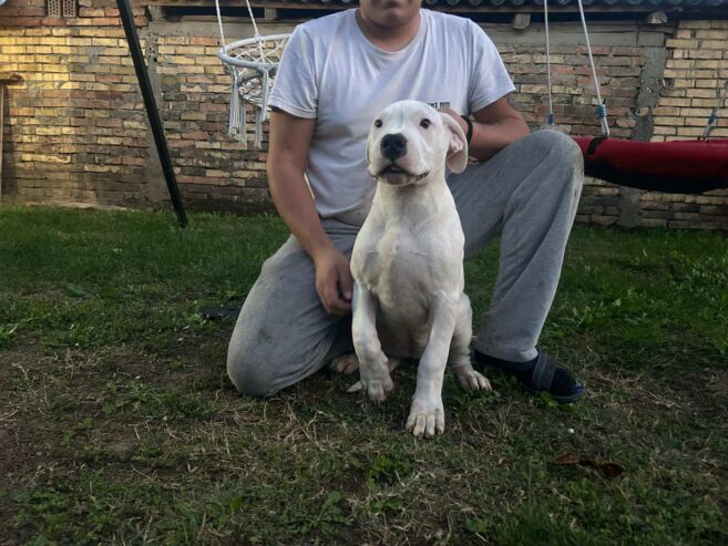 Stenci dogo argentino