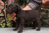 CANE CORSO top stenad