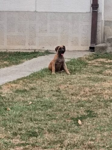 Boerboel-Južnoafrički mastif