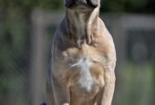 Cane Corso štenci