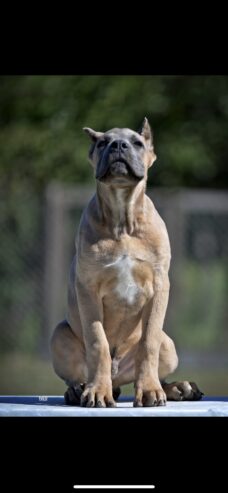 Cane Corso štenci