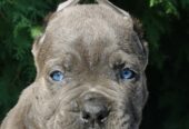 CANE CORSO štenci