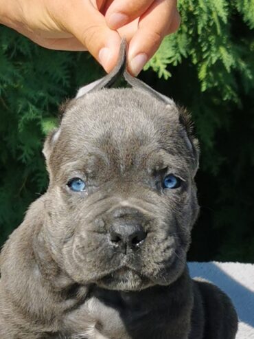 CANE CORSO štenci