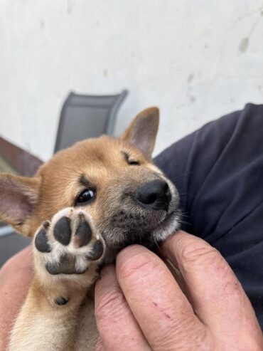 Štenci Shiba inu