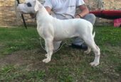 Stenci dogo argentino