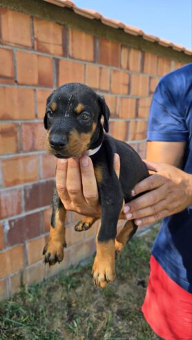 DOBERMAN ŠTENCI