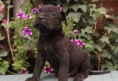 CANE CORSO top stenad