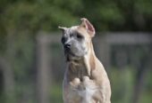 Cane Corso štenci