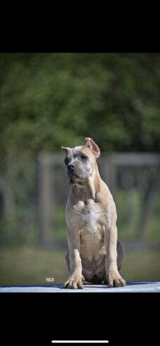 Cane Corso štenci