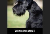 Veliki Crni Snaucer