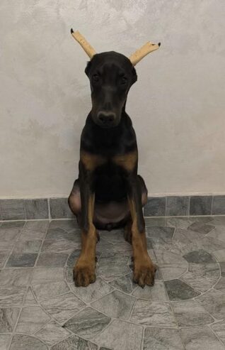 Doberman