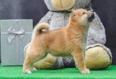 Štenci Shiba inu