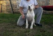 Stenci dogo argentino