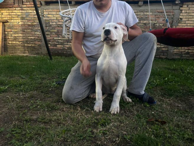 Stenci dogo argentino