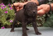 CANE CORSO top stenad