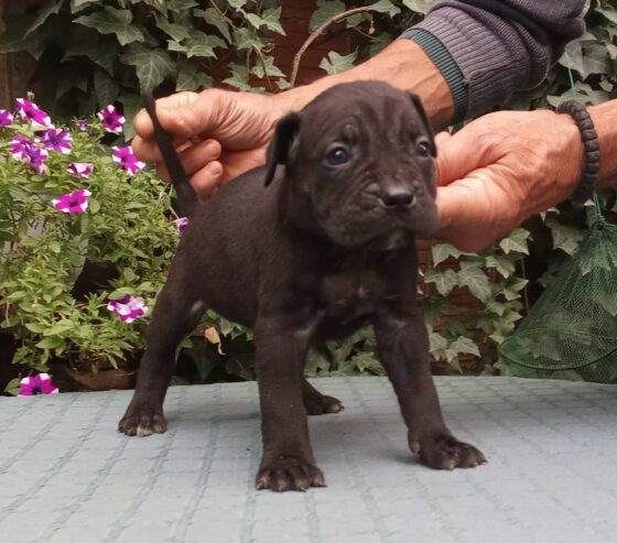 CANE CORSO top stenad