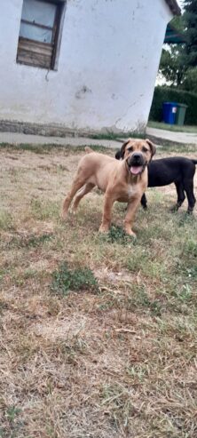 Boerboel-Južnoafrički mastif