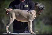 Cane Corso štenci