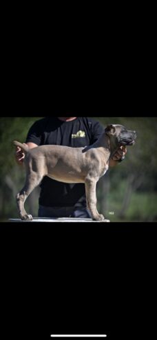 Cane Corso štenci