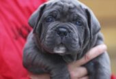 CANE CORSO štenci