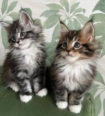 Mainecoon Kittens For Sale Near Me