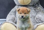 Štenci Shiba inu