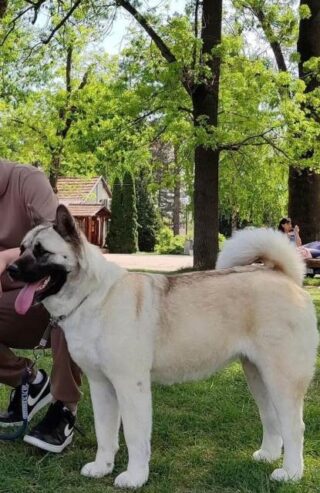 Američka Akita – vrhunski štenci izložbenog potencijala