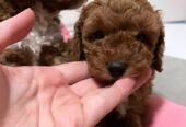 Mini poodle