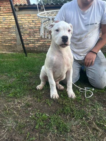 Na prodaju zenkica dogo argentino stara 5 meseci